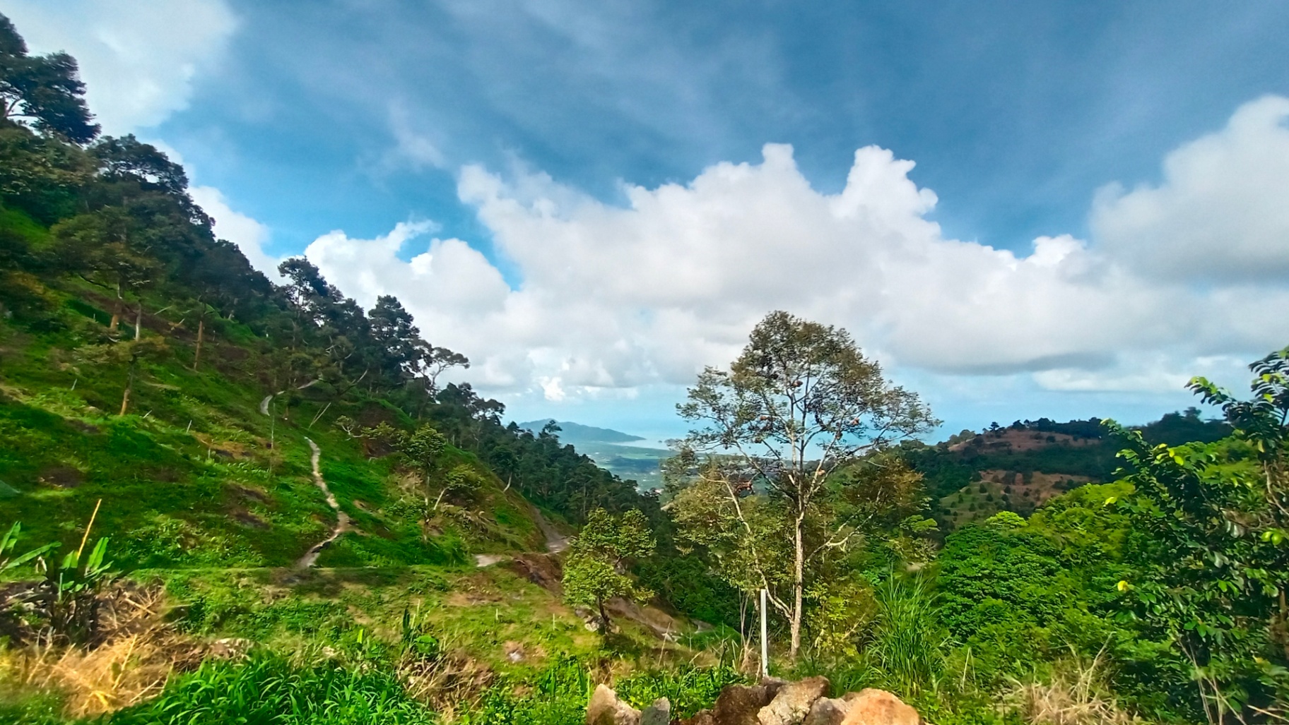 2.6 Acres Hilly Durian Orchard for Sale @ Balik Pulau | Freehold
