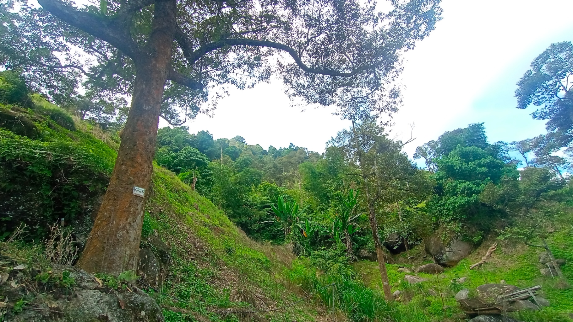 land in Balik Pulau, Penang — photo 4