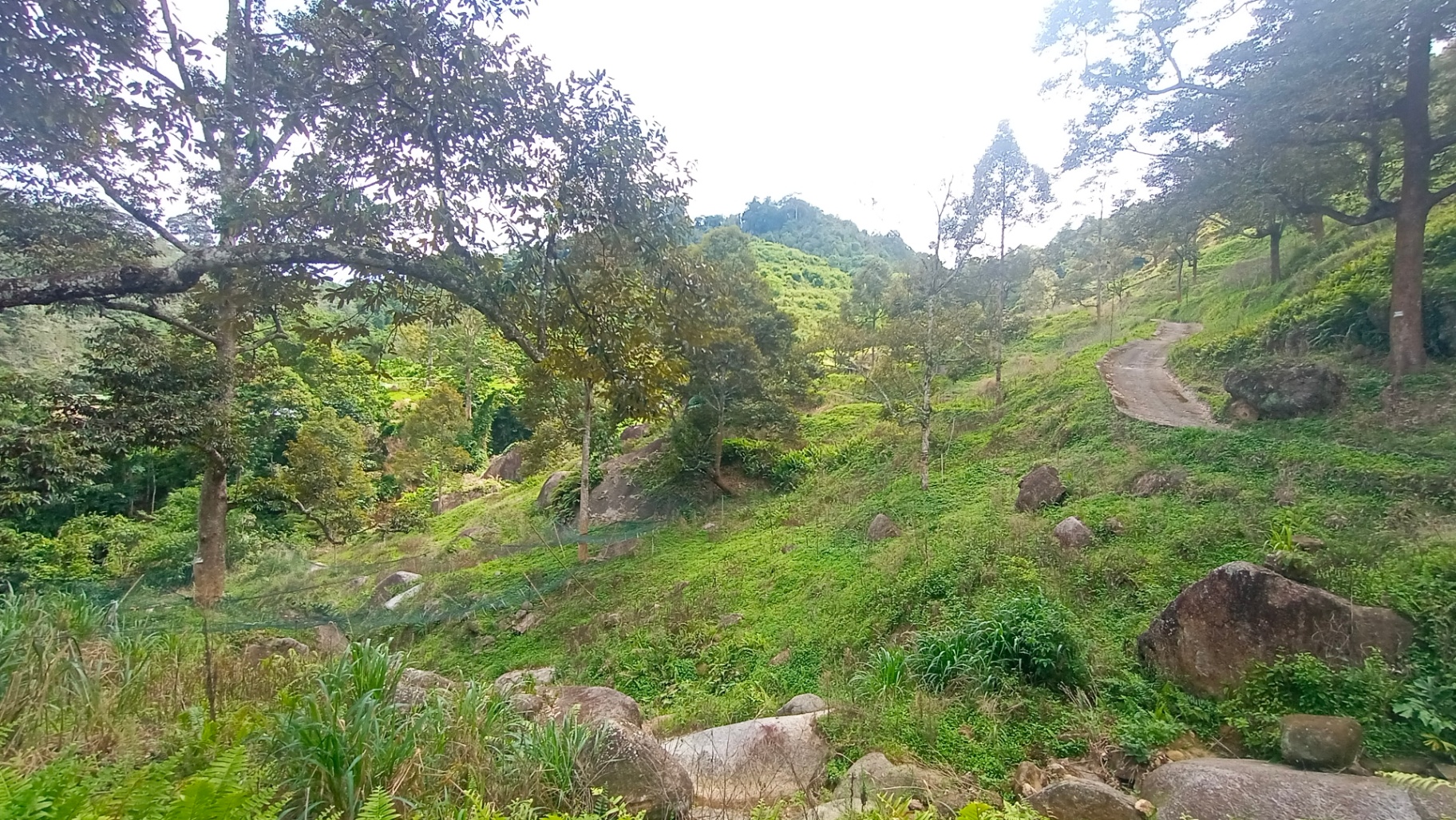land in Balik Pulau, Penang — photo 5