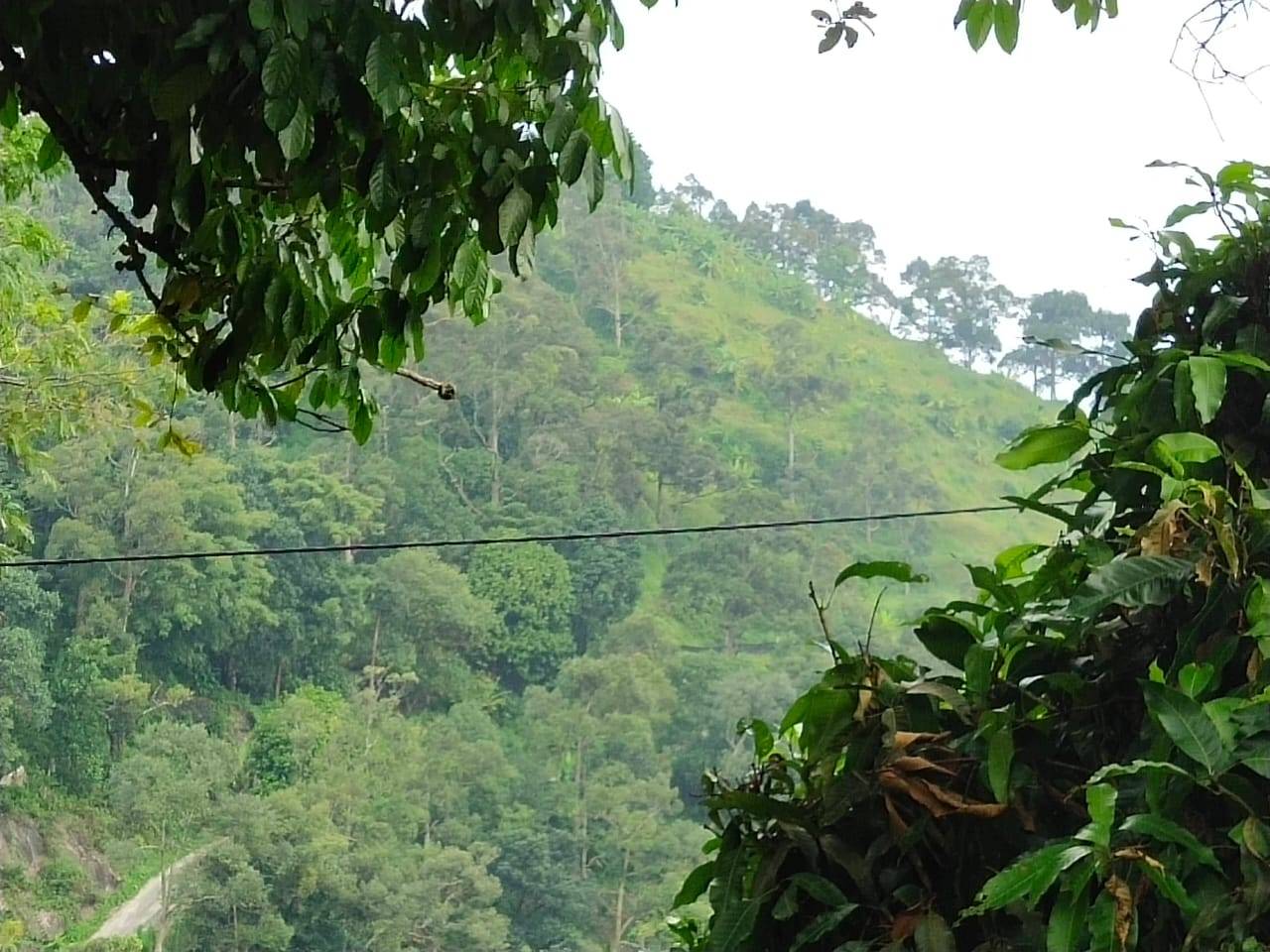 land in Balik Pulau, Penang — photo 2