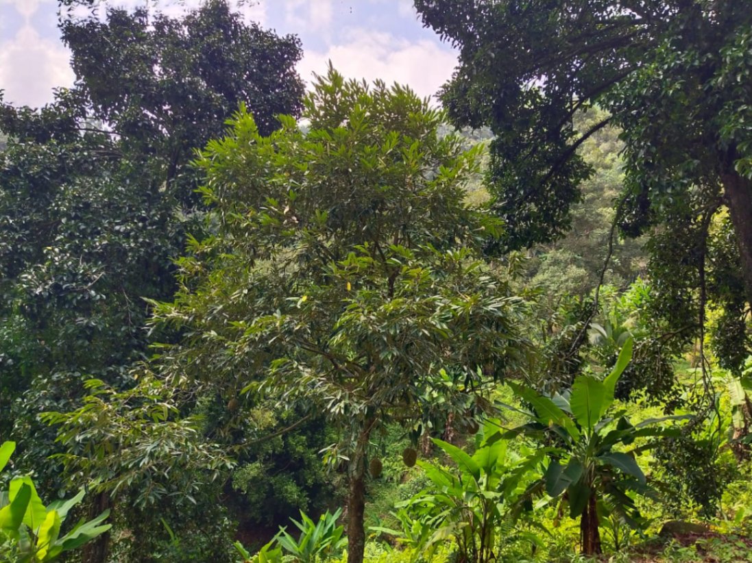 land in Balik Pulau, Penang — photo 4