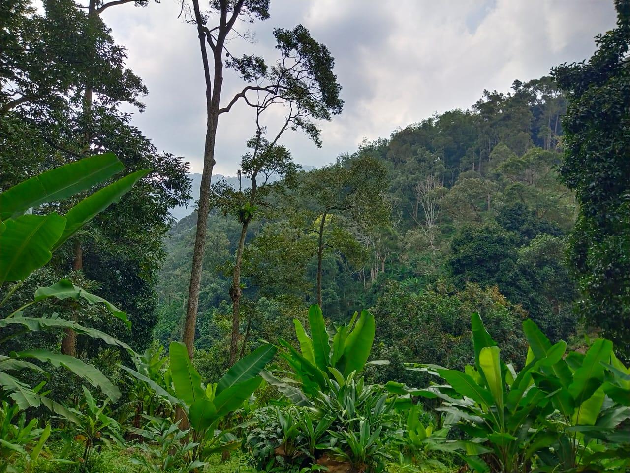 land in Balik Pulau, Penang — photo 5