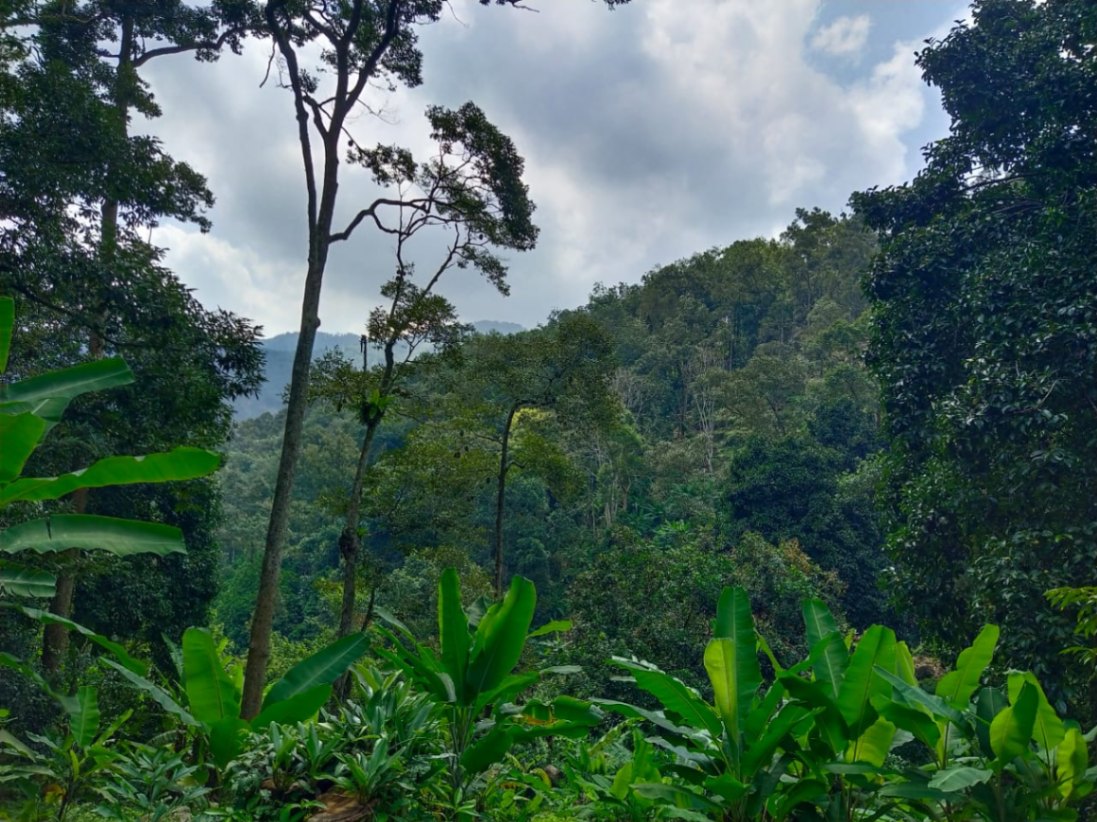 land in Balik Pulau, Penang — photo 6