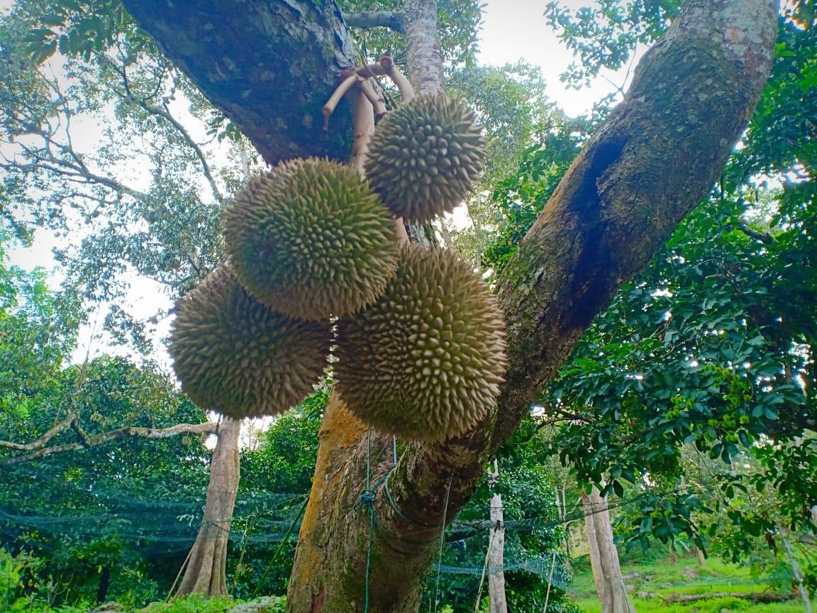 Balik Pulau Durian farm orchard sale 