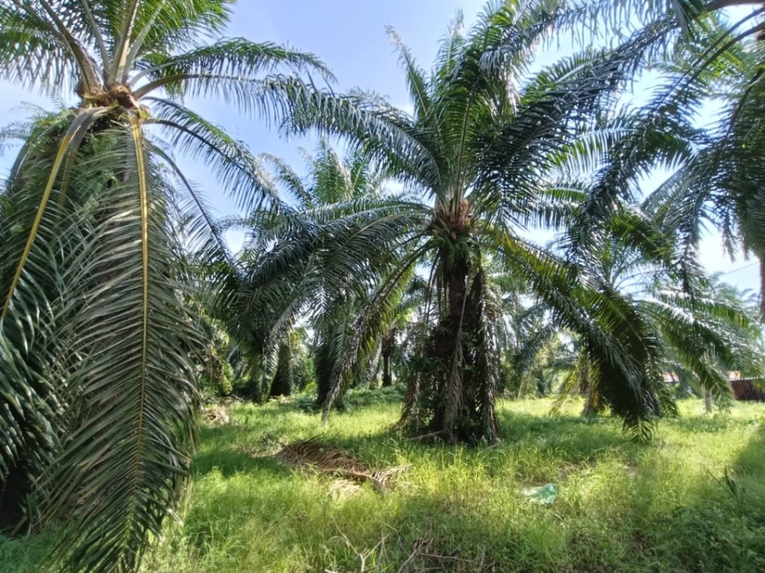 land in Valdor, Penang — photo 3