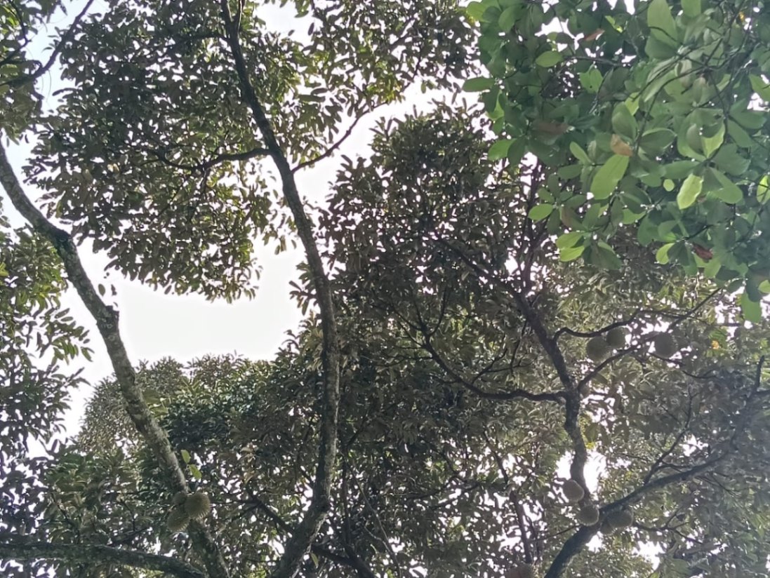 Sungai Ara Durian Farm Orchard Sale