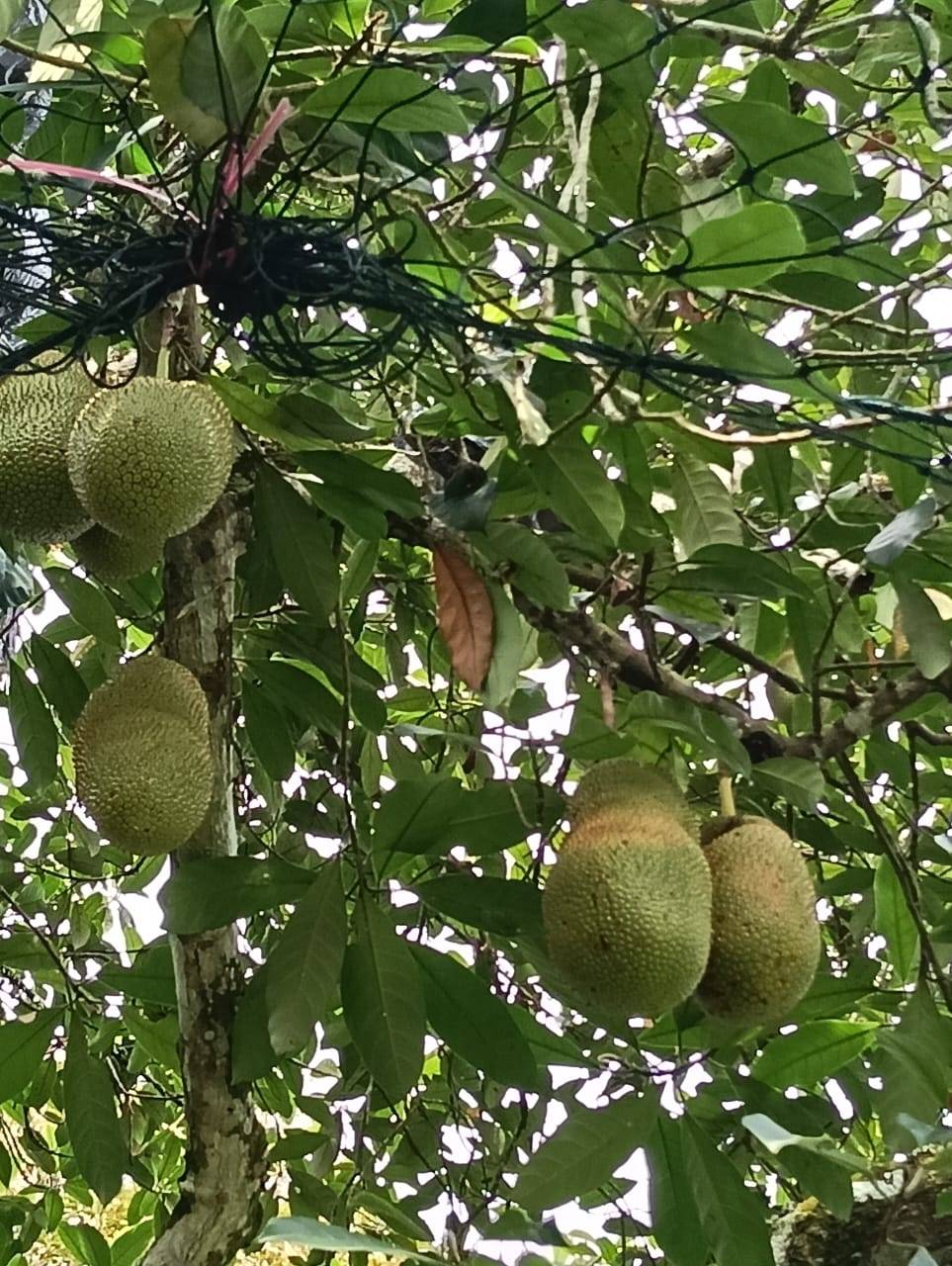 land in Sungai Ara, Penang — photo 4
