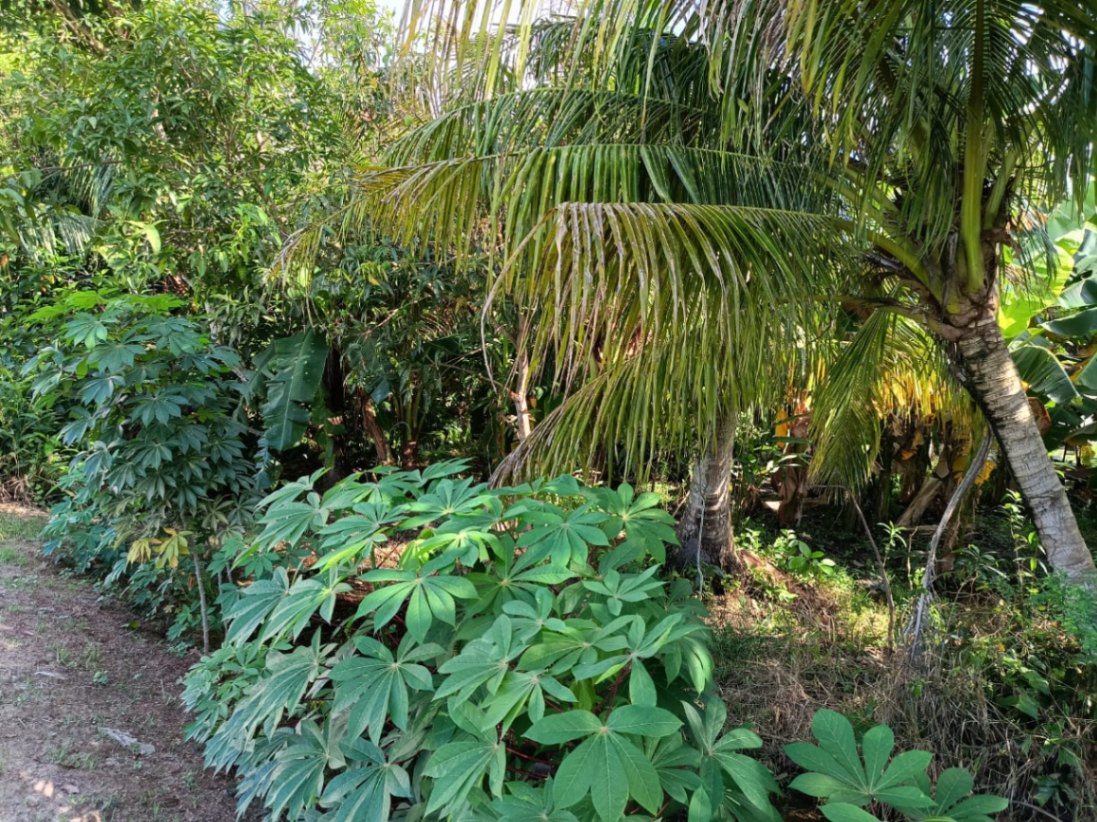 land in PENAGA, Penang — photo 2