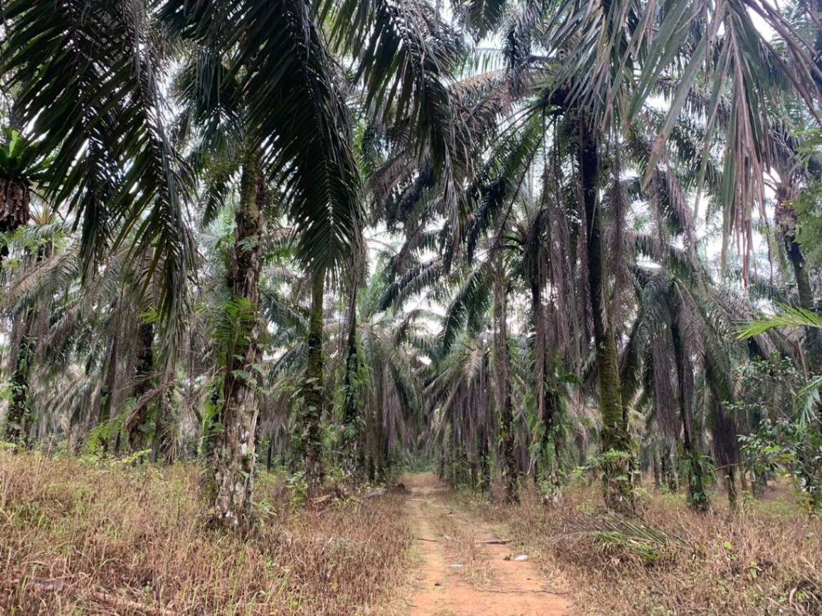 land in Bandar Baharu, Kedah — photo 3