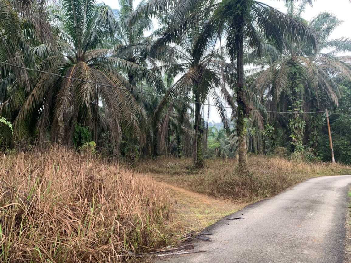 land in Bandar Baharu, Kedah — photo 4