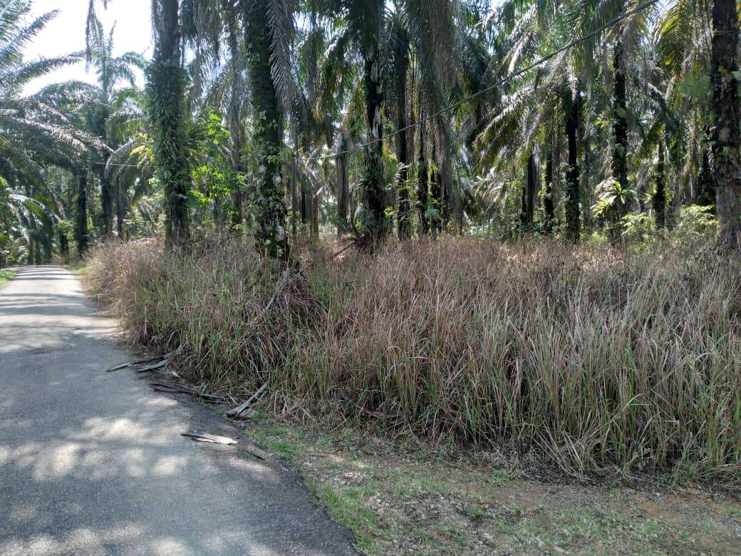 land in Bandar Baharu, Kedah — photo 5