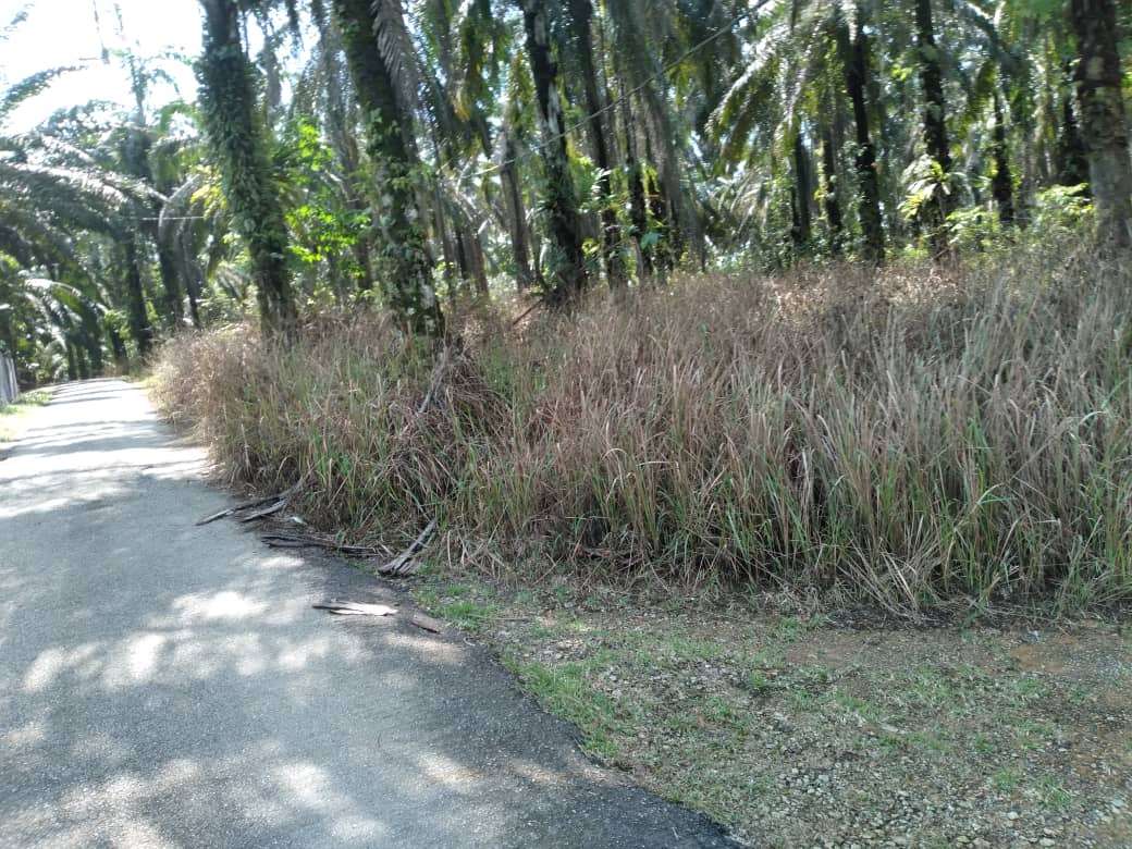 land in Bandar Baharu, Kedah — photo 6