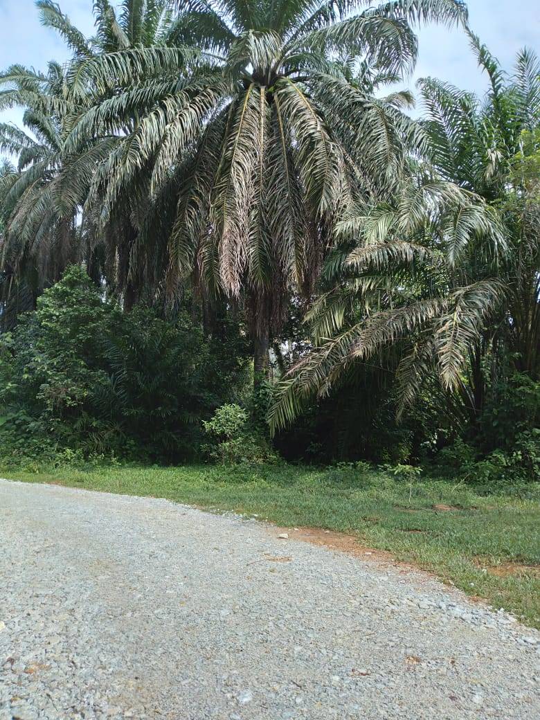 land in Bandar Baharu, Kedah — photo 2