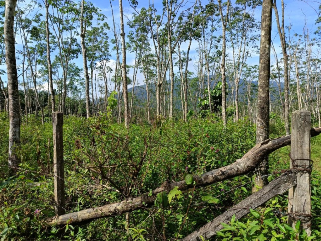 land in Bandar Baharu, Kedah — photo 2