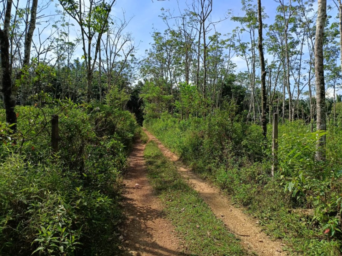 land in Bandar Baharu, Kedah — photo 3