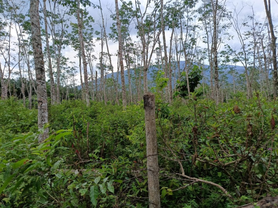 land in Bandar Baharu, Kedah — photo 4