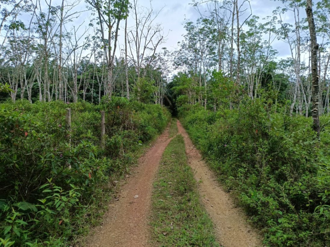 land in Bandar Baharu, Kedah — photo 5