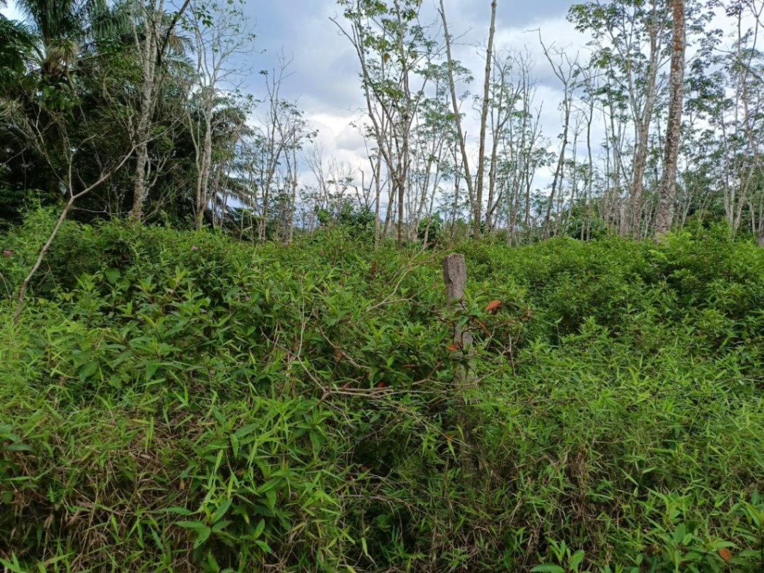 land in Bandar Baharu, Kedah — photo 6
