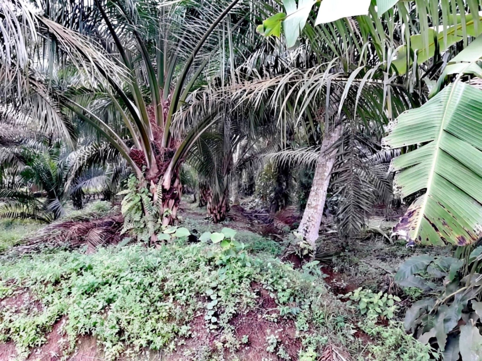 land in Kuala Langat, Selangor — photo 2