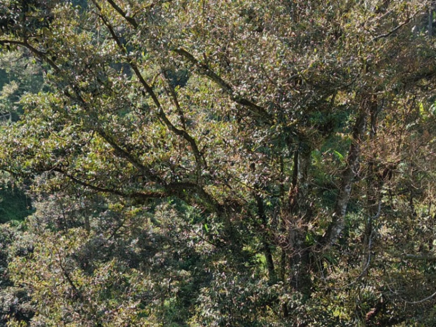 land in kulim, Kedah — photo 2