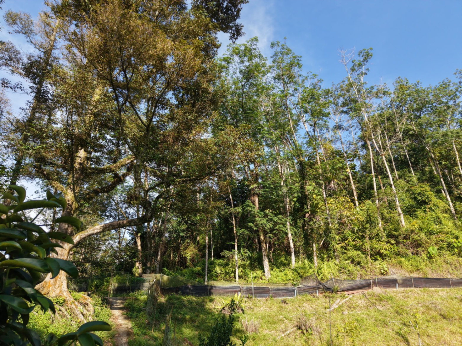 land in kulim, Kedah — photo 6