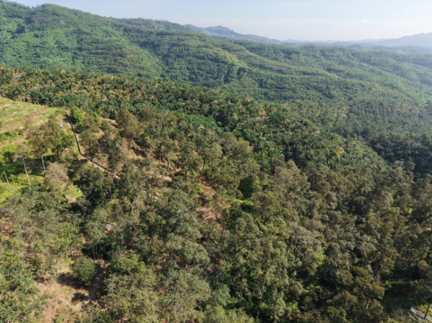 land in kulim, Kedah — photo 7