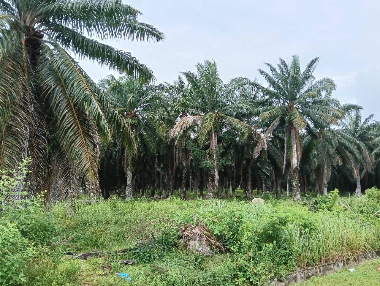 Agriculture Land cover photo