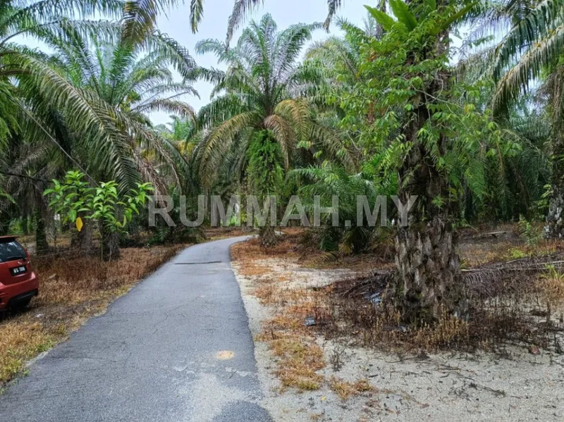 land in Bandar Baharu, kedah, Kedah — photo 2