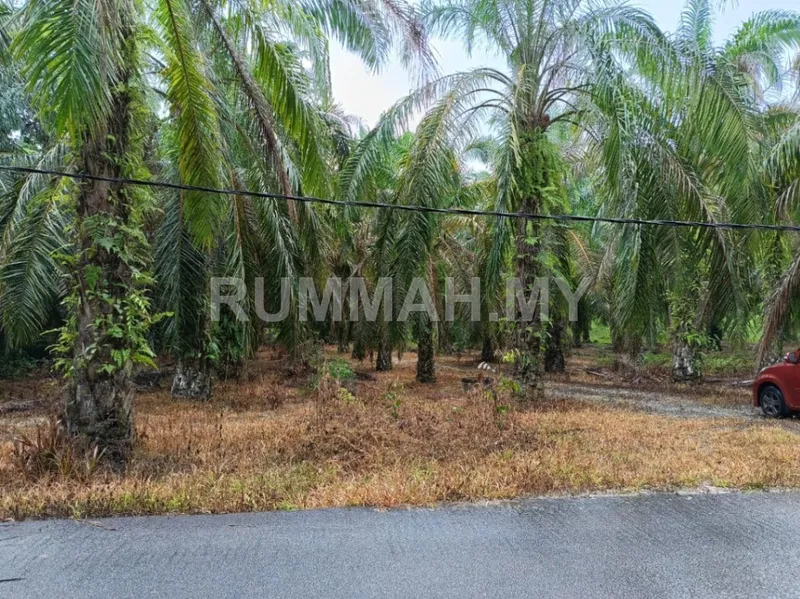 land in Bandar Baharu, kedah, Kedah — photo 3
