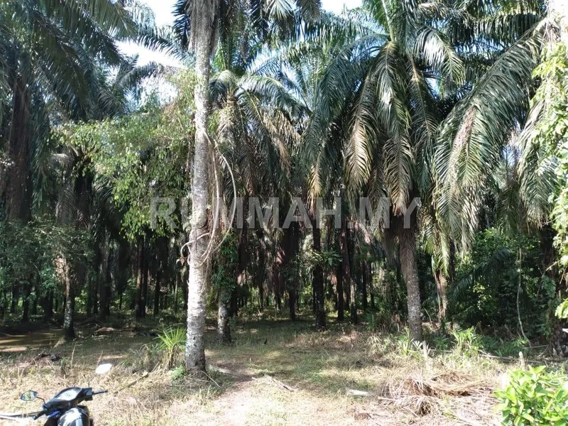 Agricultural Land for Sale @ Bandar Baharu, Kg Sungai Batu | Freehold