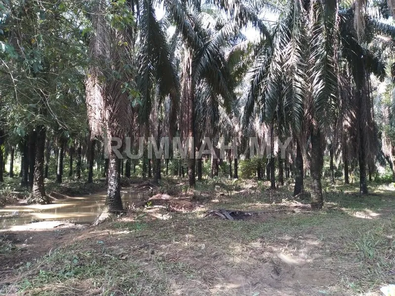 land in Kg Sungai Batu, Kedah — photo 2