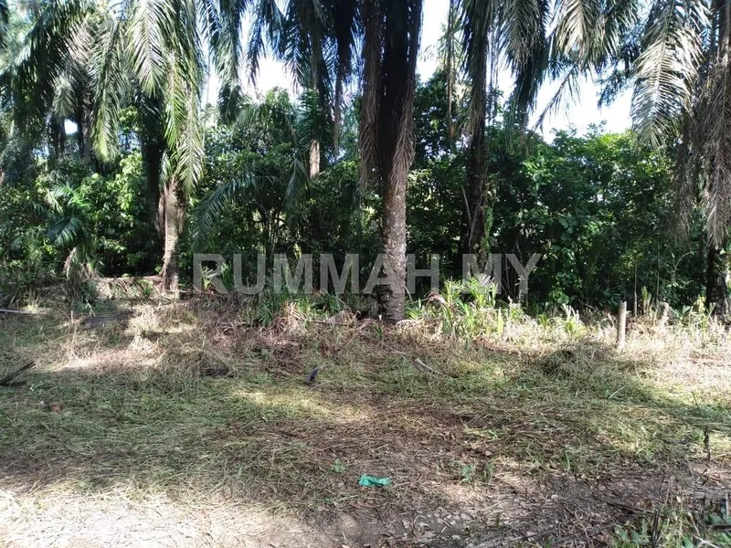 land in Kg Sungai Batu, Kedah — photo 3