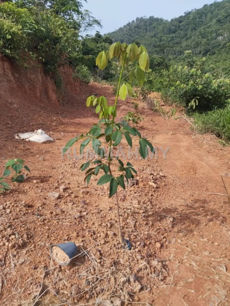 land in Pokok Sena, Kedah — photo 2