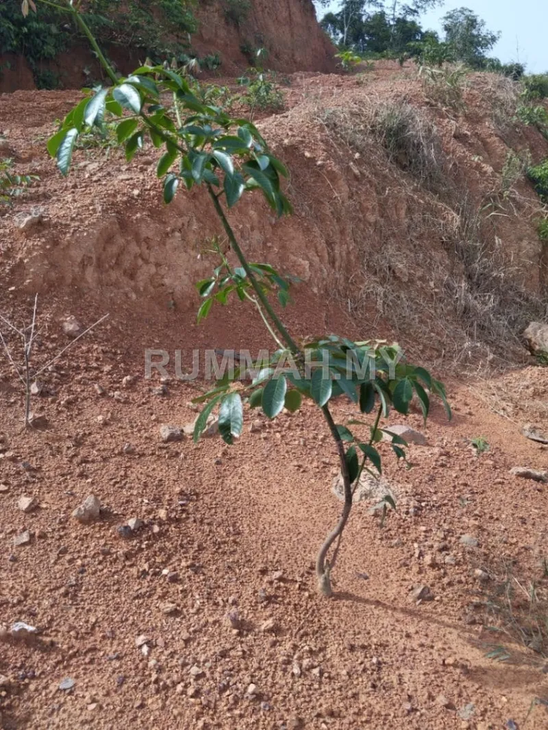 land in Pokok Sena, Kedah — photo 3