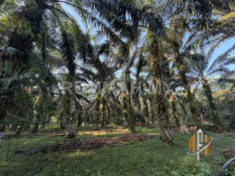 [Kebun Kelapa Sawit] Sungai Tengas, Kulim, Kedah