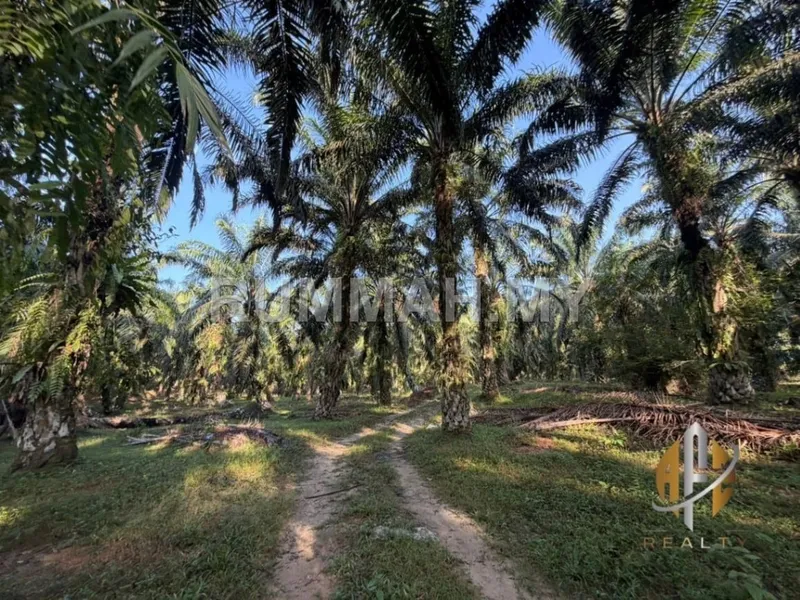 land in Kulim, Kedah — photo 2