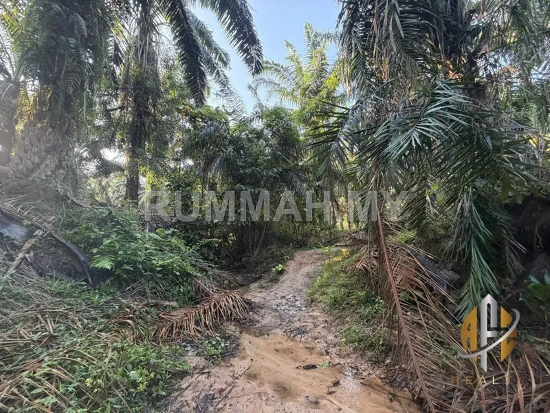 land in Kulim, Kedah — photo 3