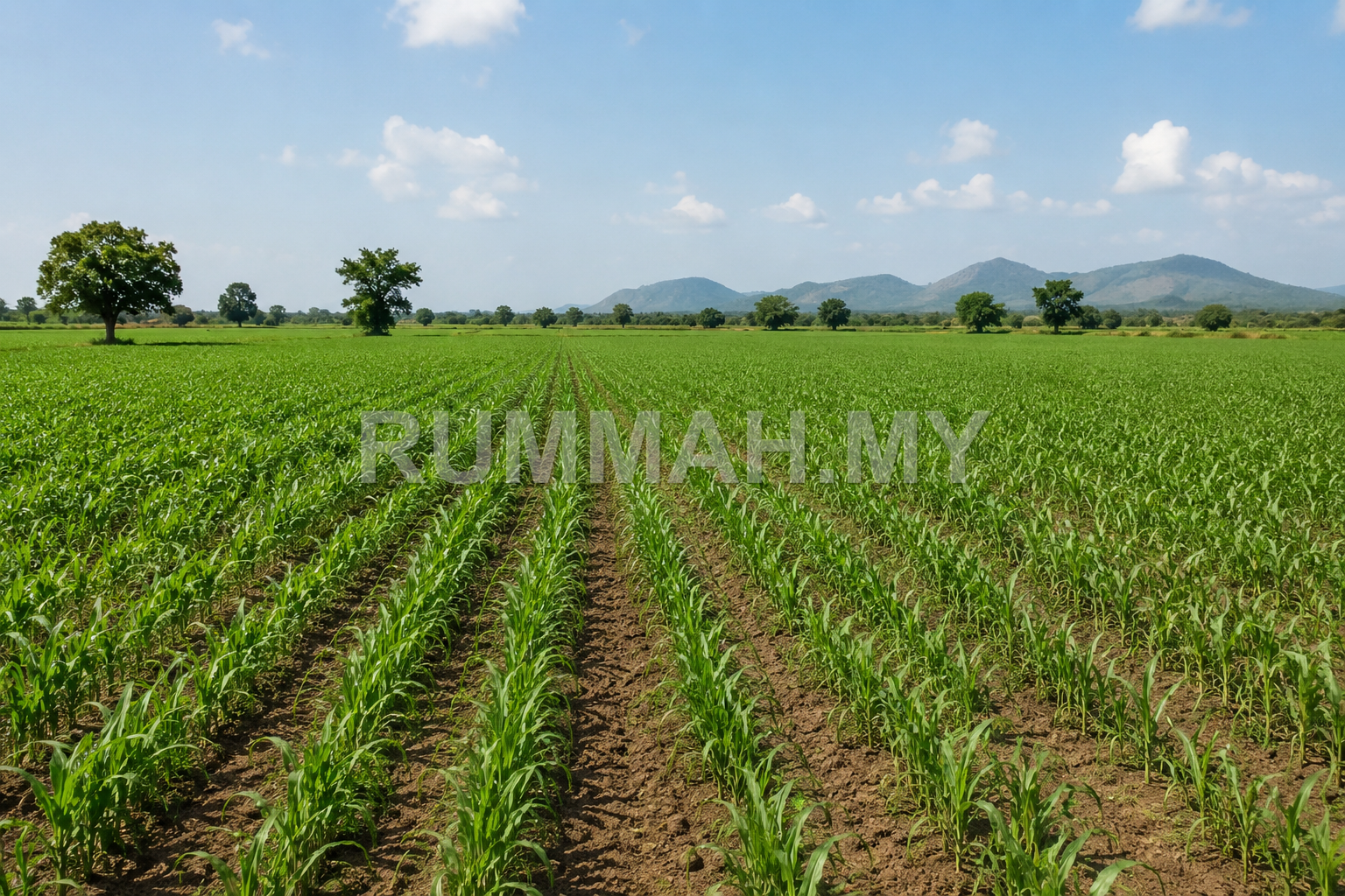Agricultural Land for Sale @ Sungai Dua, Sungai Dua Mainland | Freehold