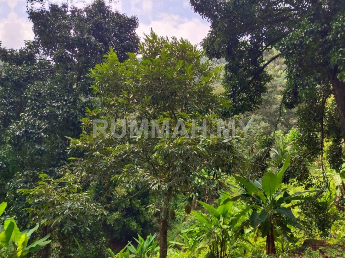 land in Balik Pulau, Penang — photo 4
