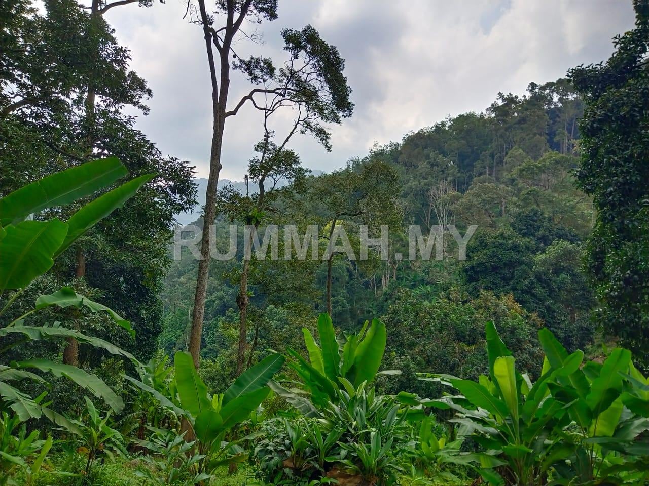 land in Balik Pulau, Penang — photo 5
