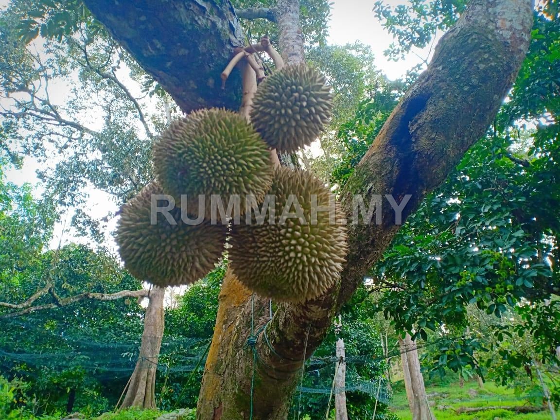 land in Balik Pulau, Penang for sale - Balik Pulau Durian farm orchard sale 