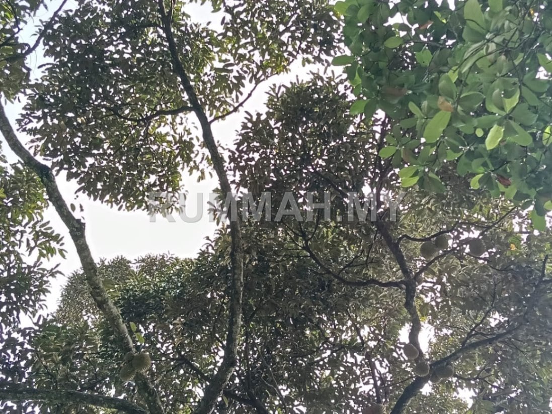 land in Sungai Ara, Penang for sale - Sungai Ara Durian Farm Orchard Sale
