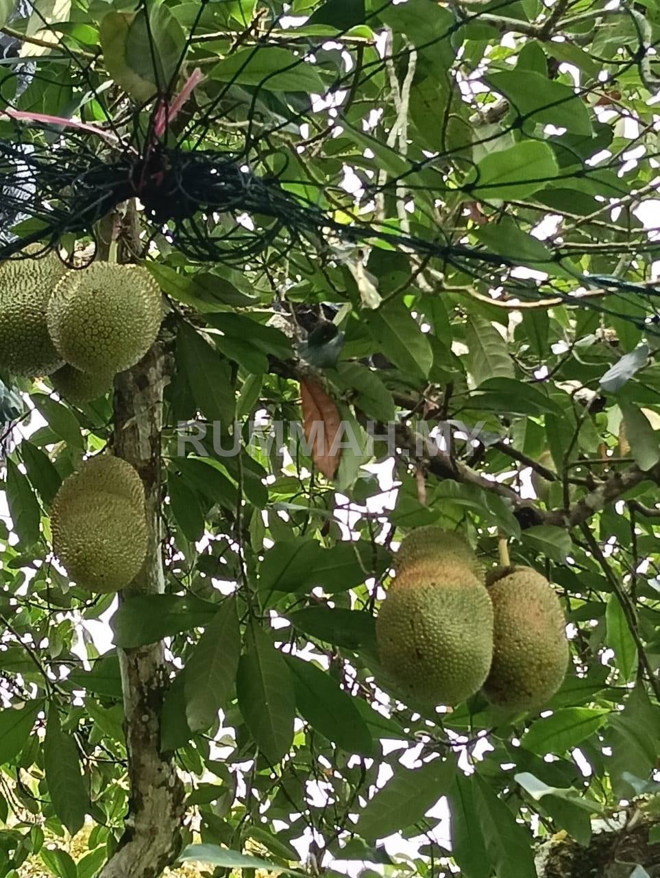 land in Sungai Ara, Penang — photo 4