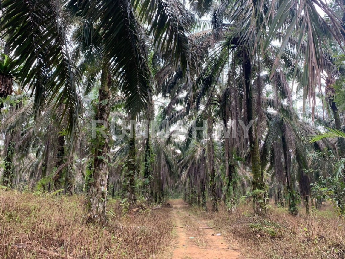 land in Bandar Baharu, Kedah — photo 3