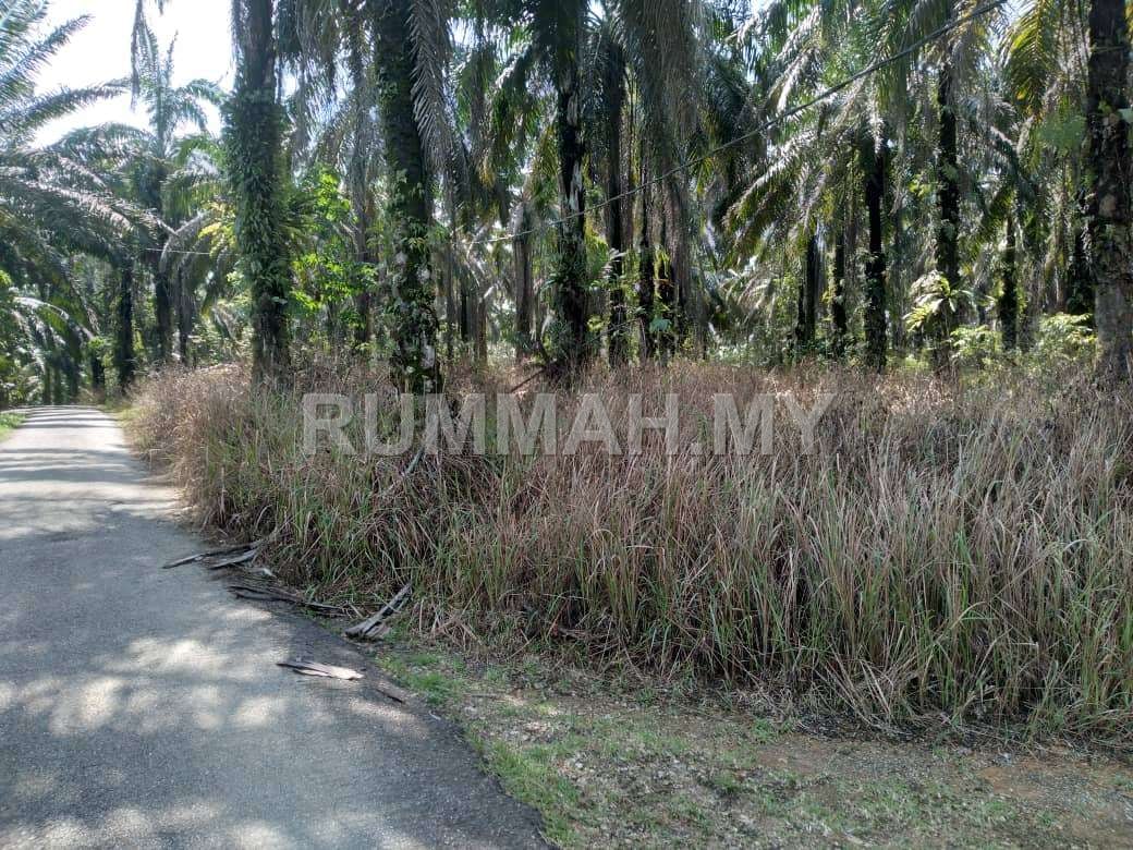 land in Bandar Baharu, Kedah — photo 5
