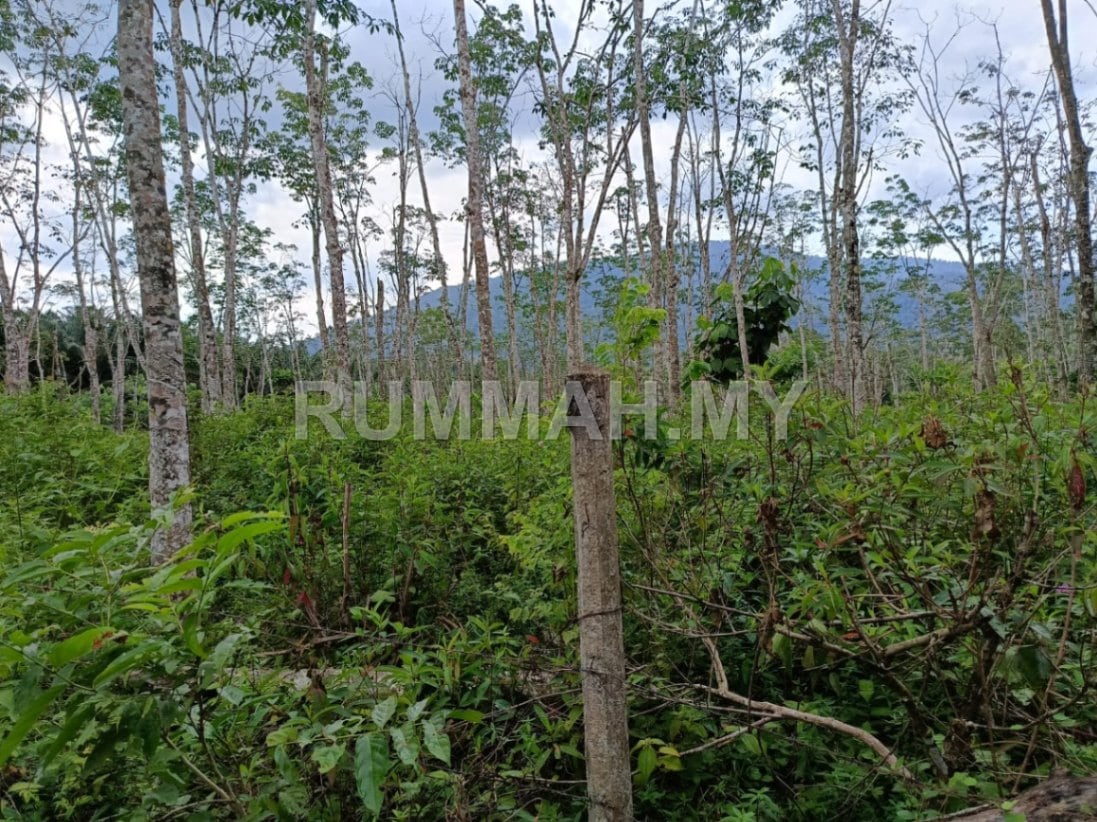 land in Bandar Baharu, Kedah — photo 4