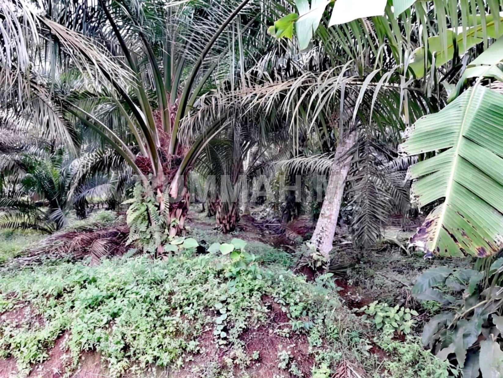 land in Kuala Langat, Selangor — photo 2