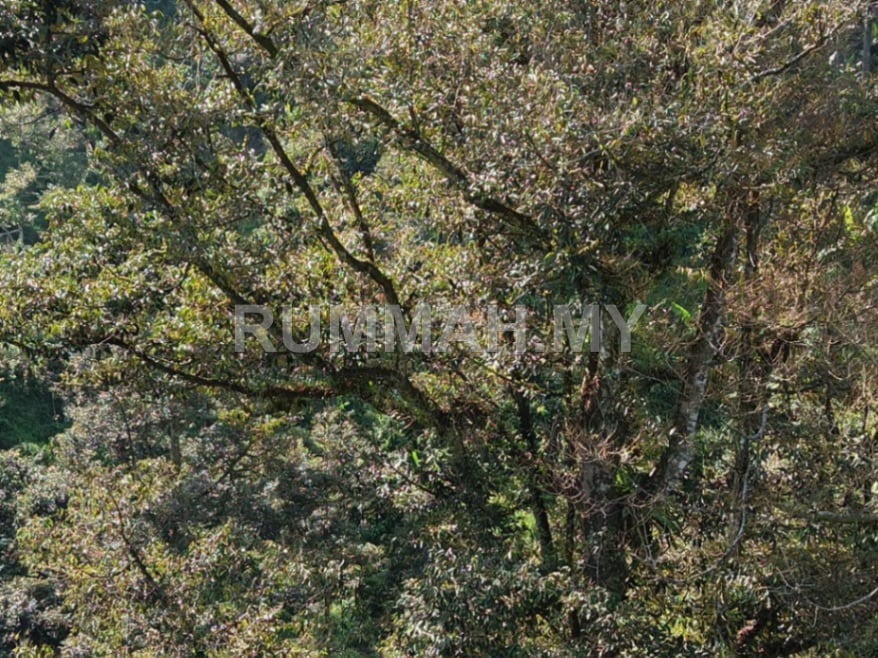 land in kulim, Kedah — photo 2