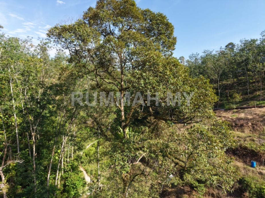 land in kulim, Kedah — photo 4