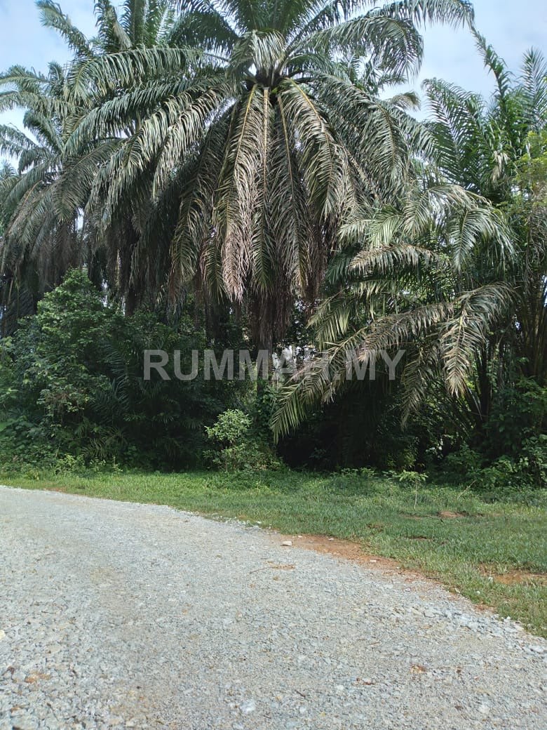 Agricultural Land for Sale @ Bandar Baharu, Kedah 3.59 Ekar | Freehold